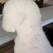 mt