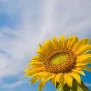 CeayAの画像