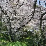 ここの画像