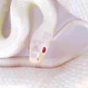 元祖☆白蛇の御守り屋 yukiの画像