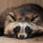 るー