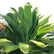 hukahuka