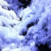 貝殻の画像