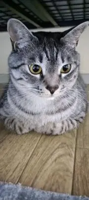 ガッティの画像