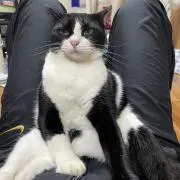 Aの画像