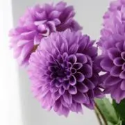 DAHLIAの画像