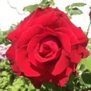 RUBY☆の画像