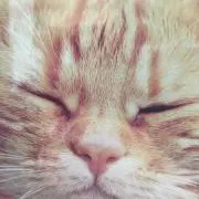 にゃーの画像