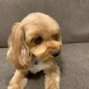キキキの画像