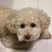 sponge
