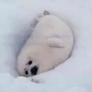 そらまめの画像