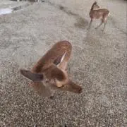 はりねずみの画像