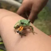 フロッグの画像