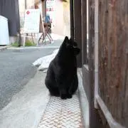むぎ子の画像