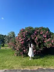mipiの画像