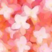うさこの画像