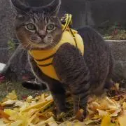 年子ままの画像