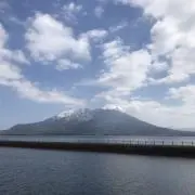 さくらじま大根の画像