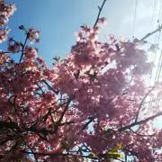 えいの画像