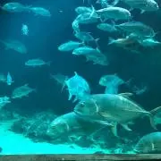 はひふへほ