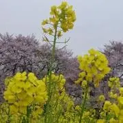 みお