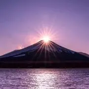 ひまわり