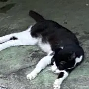マスカットの画像