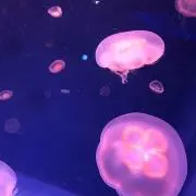 naの画像
