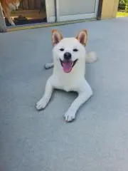 ぽぽの画像