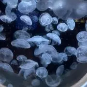 ななこの画像