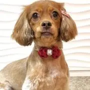 七瀬＊