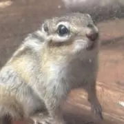 ひつじの画像