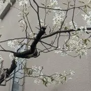 黄色いレモンの画像