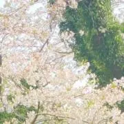 A-プロフ要確認-の画像