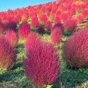 きなこの画像