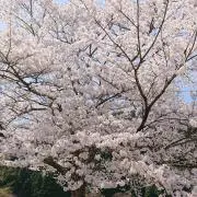 ゆ