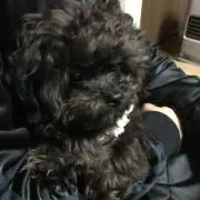 ACの画像