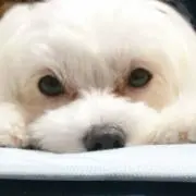 ぽんの画像
