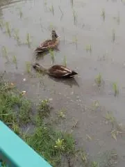 アバッキオ