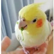 chuchu327
