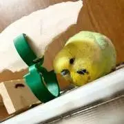 あんこの画像
