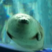 ネルルの画像