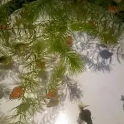 mkk27の画像