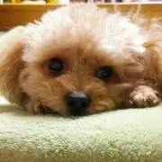 かねつみかん☆プロフ見て下さい(*^_^