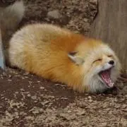 KZの画像