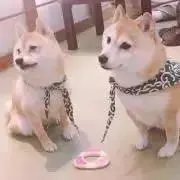 凛々の画像