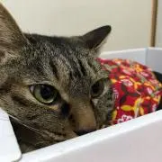 ココロン