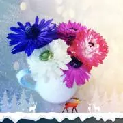 Vinorossoの画像