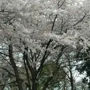 腰越チロ