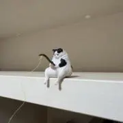 amisakaの画像